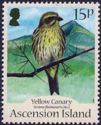 Yellow Canary (Serinus flaviventris)